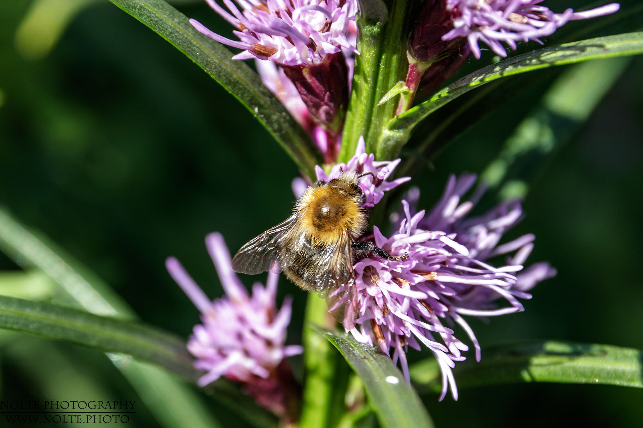 Eine Honigbiene (Apis mellifera) an einer Prachtscharte (Liatris spicata)